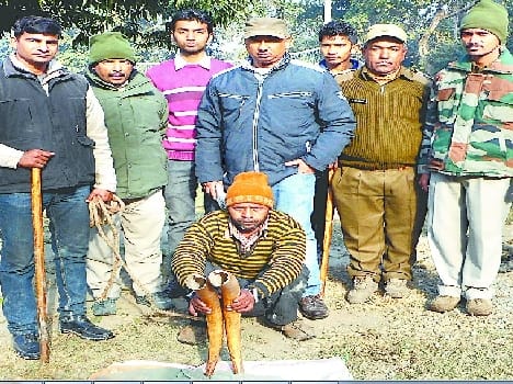Two elephant teeth traffickers arrested